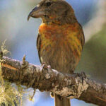 Hispaniolan Crossbill (image by Eustace Barnes)