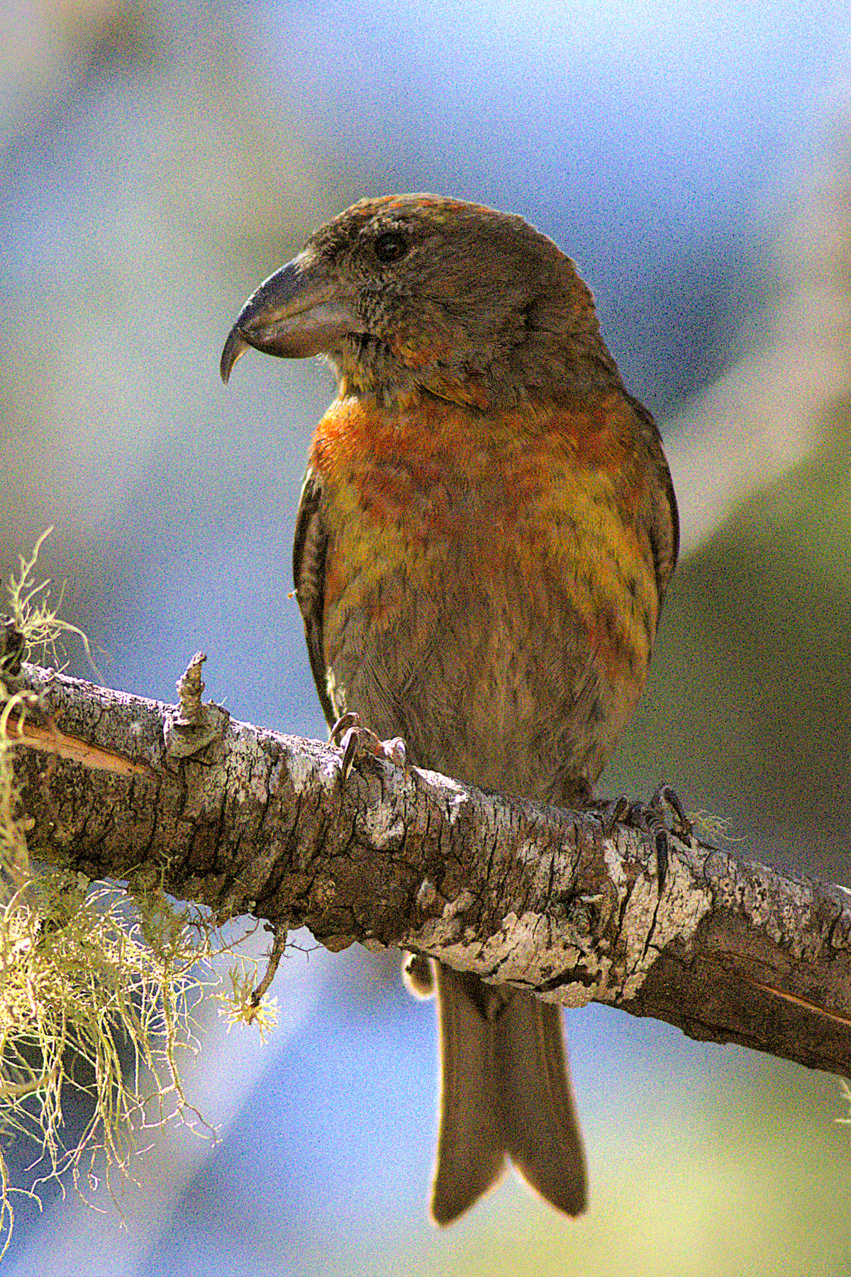 Hispaniolan Crossbill (image by Eustace Barnes)