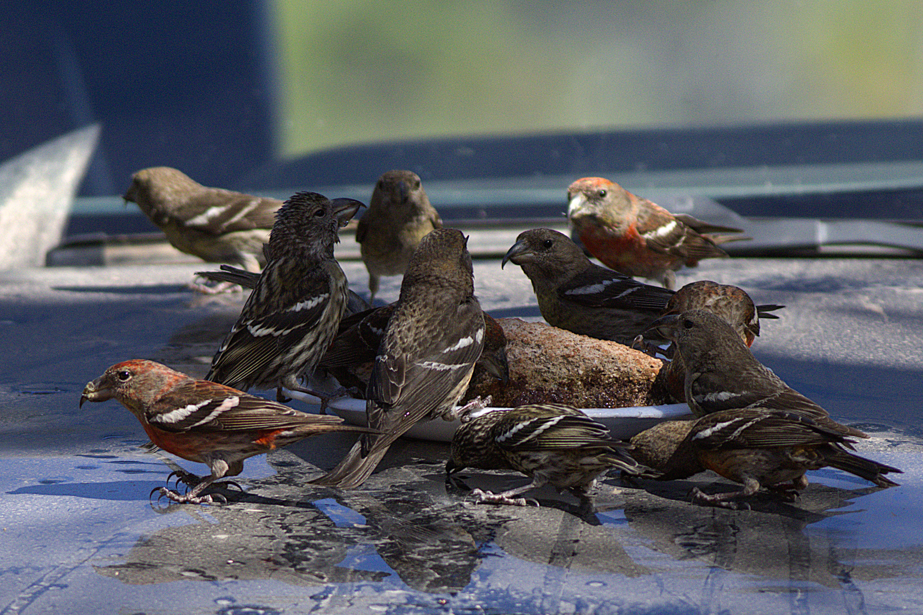 Hispaniolan Crossbill (image by Eustace Barnes)