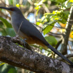 Hispaniolan Lizard-cuckoo (image by Eustace Barnes)