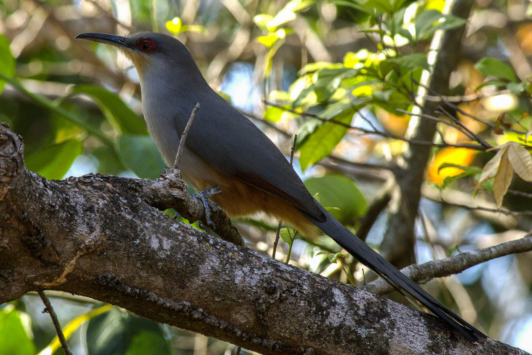 Hispaniolan Lizard-cuckoo (image by Eustace Barnes)
