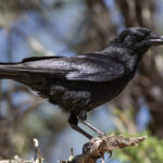 Hispaniolan Palm Crow (image by Eustace Barnes)