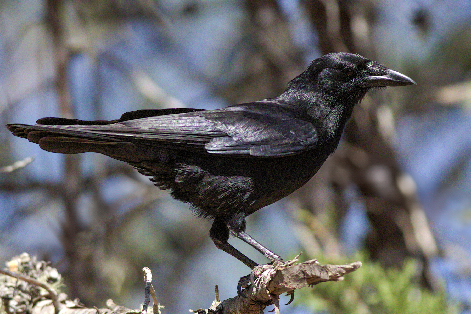 Hispaniolan Palm Crow (image by Eustace Barnes)