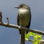 Hispaniolan Pewee (image by Eustace Barnes)