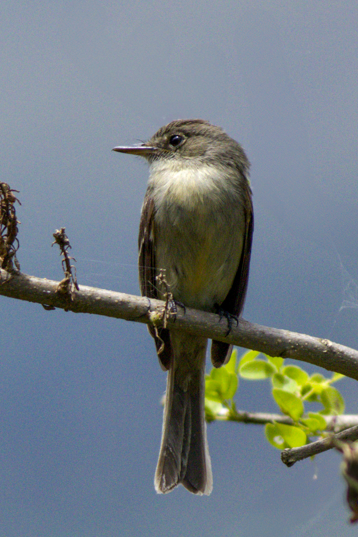 Hispaniolan Pewee (image by Eustace Barnes)