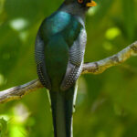 Hispaniolan Trogon (image by Eustace Barnes)