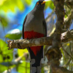 Hispaniolan Trogon (image by Eustace Barnes)