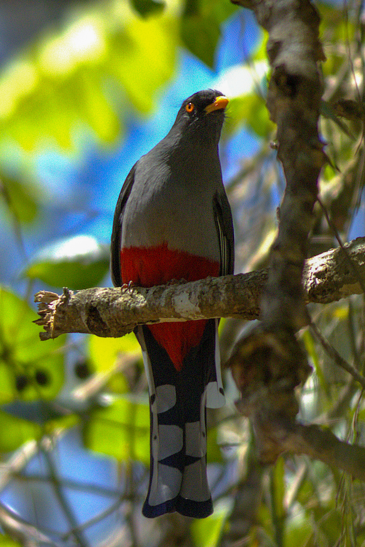 Hispaniolan Trogon (image by Eustace Barnes)