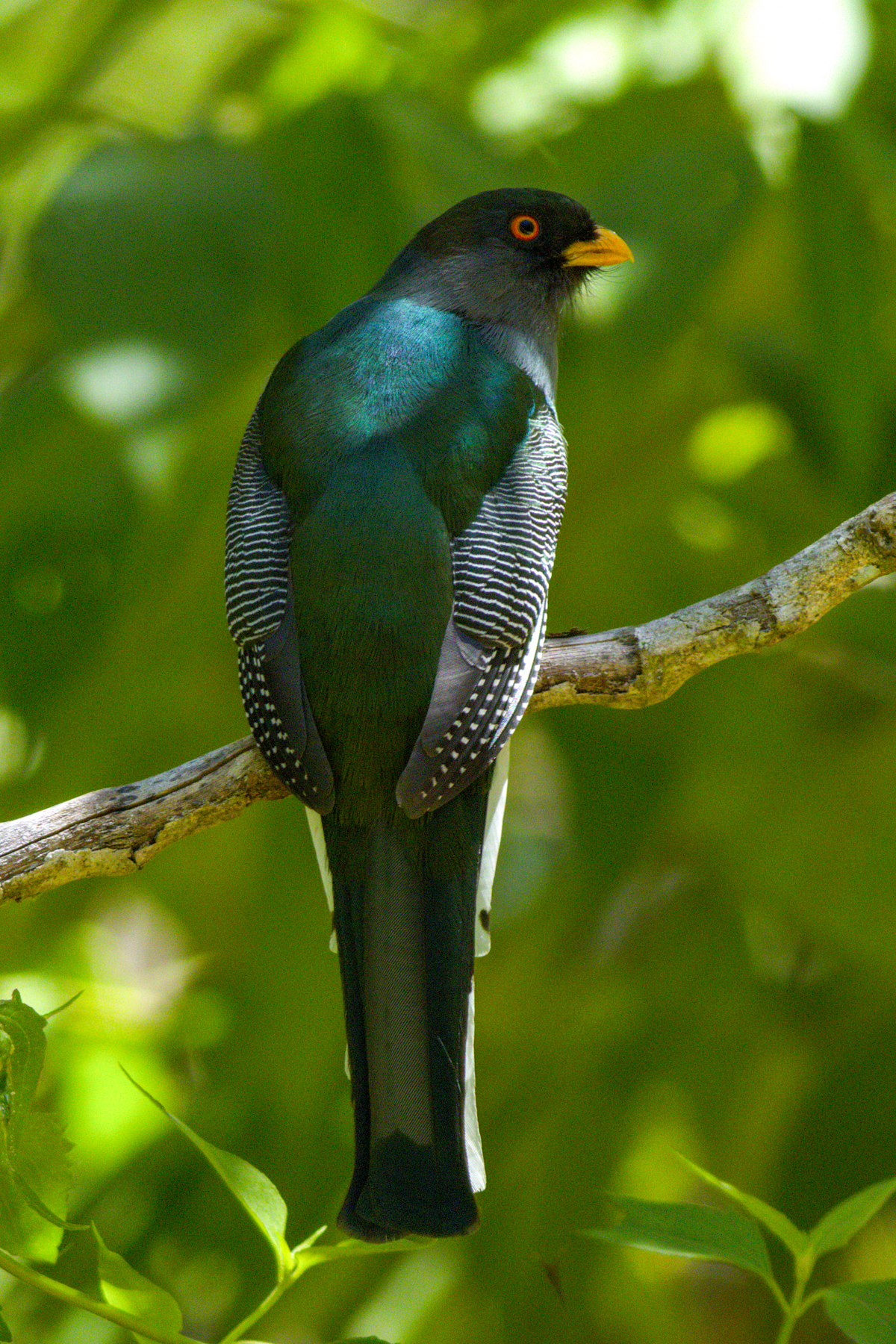 Hispaniolan Trogon (image by Eustace Barnes)