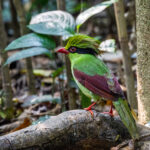 Indochinese Green Magpie (image by Dáni Balla)