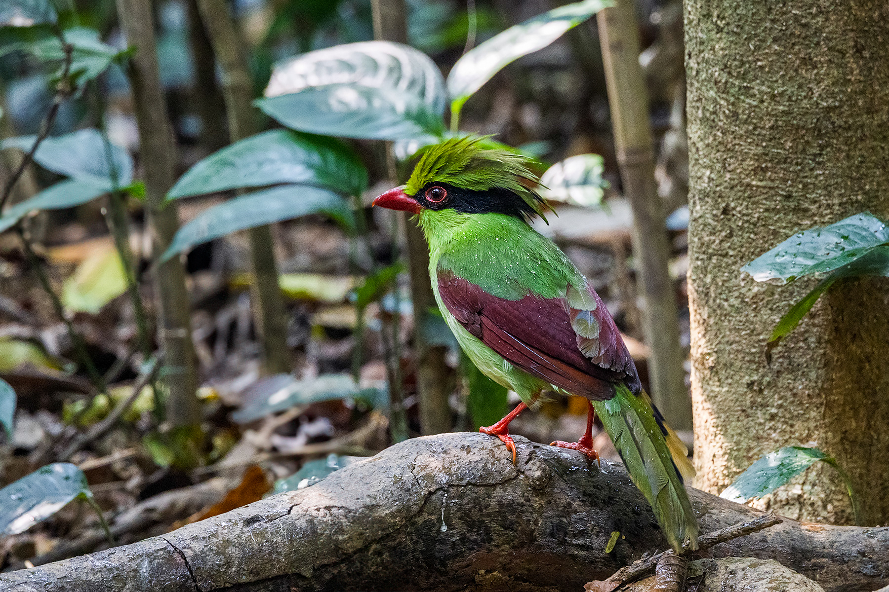 Indochinese Green Magpie (image by Dáni Balla)