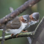 Indochinese Yuhina (image by Dáni Balla)