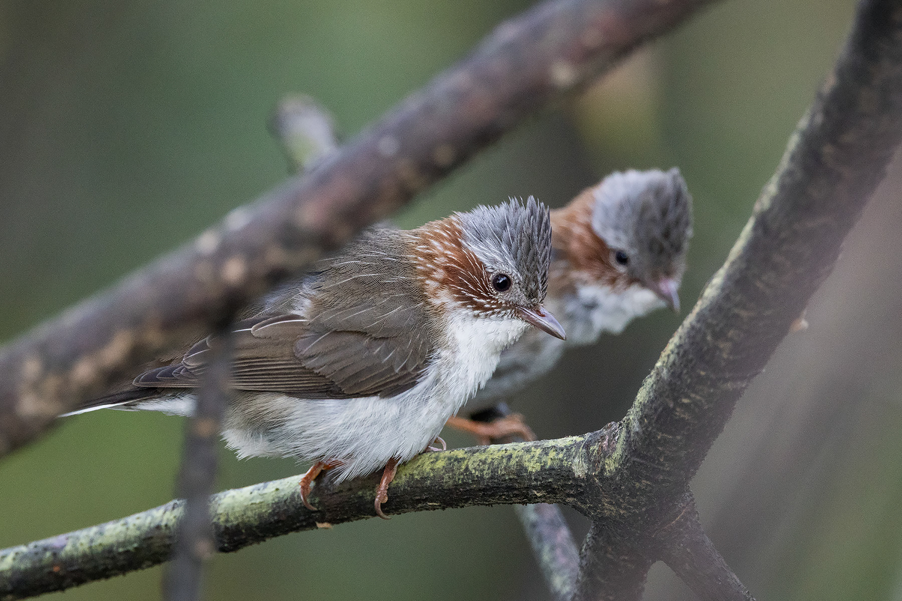Indochinese Yuhina (image by Dáni Balla)