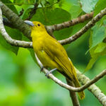 Isabela Oriole (image by Craig Robson)