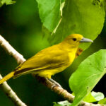 Isabela Oriole (image by Ivan Sarenas)