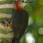 Jamaica Woodpecker (image by Eustace Barnes)