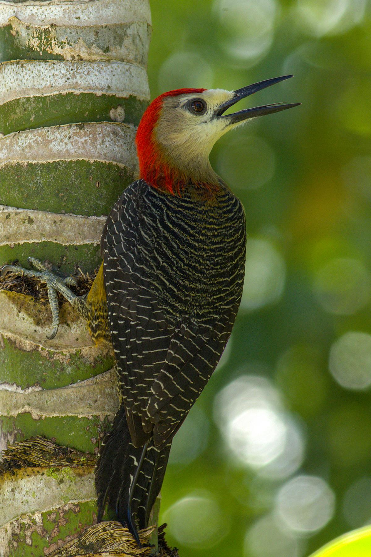 Jamaica Woodpecker (image by Eustace Barnes)