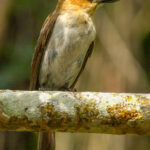 Jamaican Becard (image by Eustace Barnes)