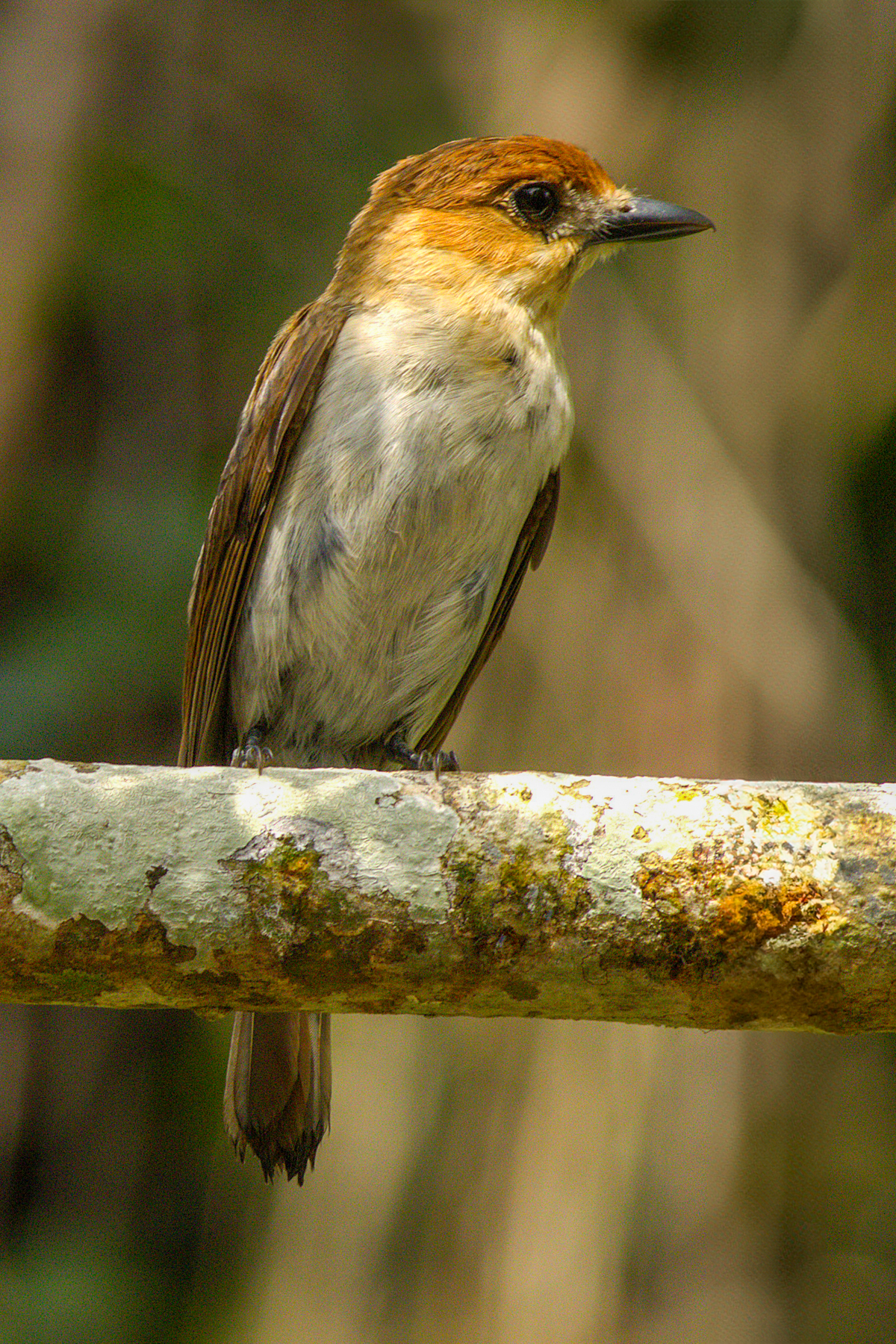 Jamaican Becard (image by Eustace Barnes)