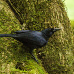 Jamaican Blackbird (image by Eustace Barnes)