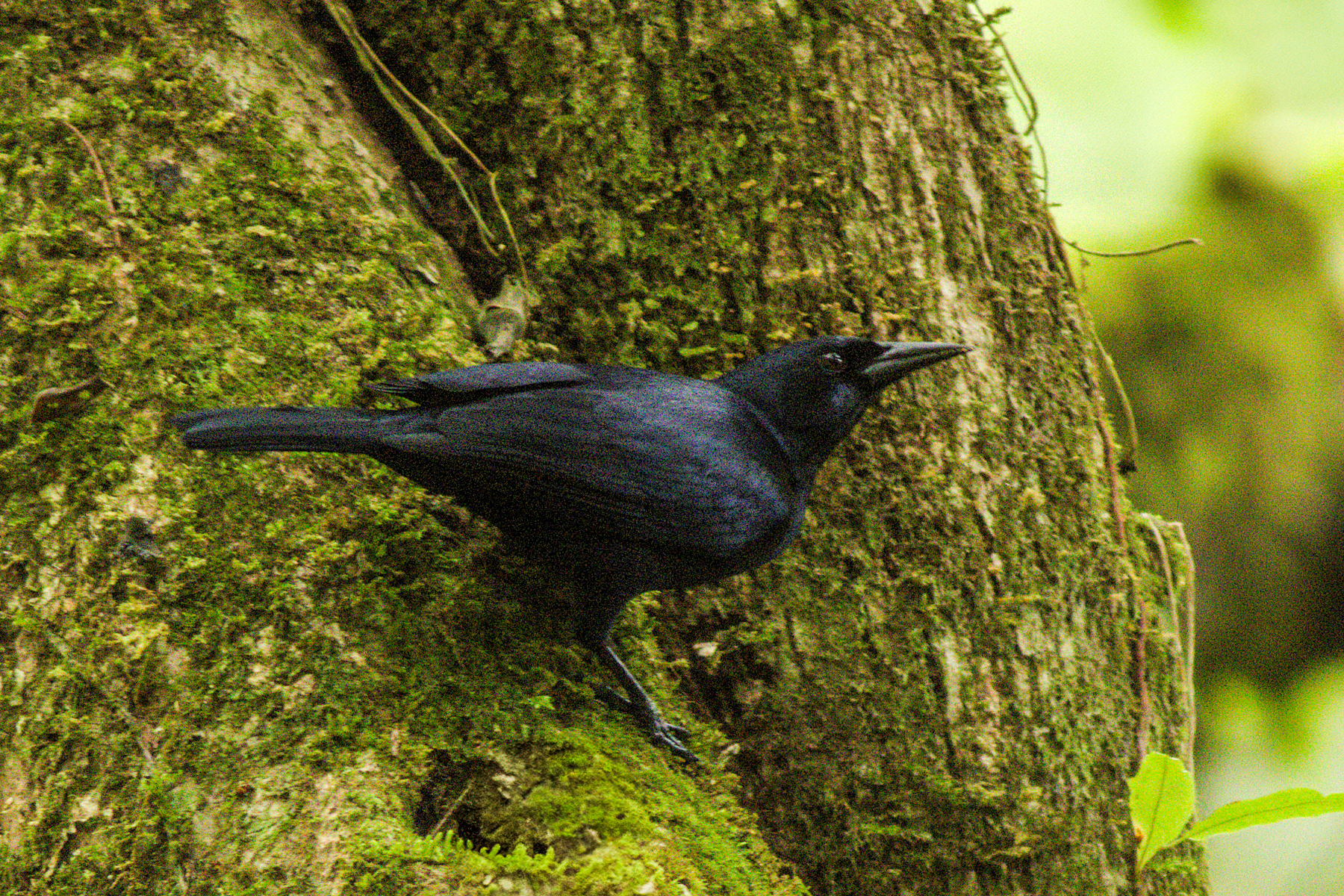 Jamaican Blackbird (image by Eustace Barnes)