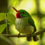 Jamaican Tody (image by Eustace Barnes)