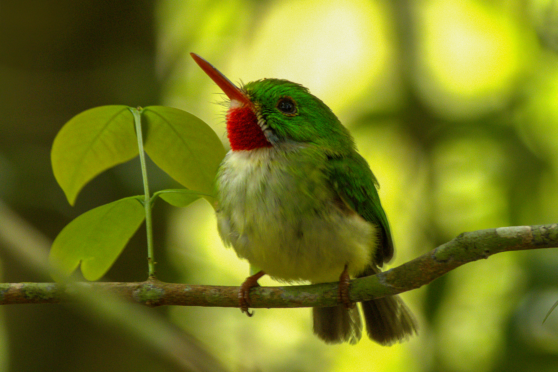 Jamaican Tody (image by Eustace Barnes)