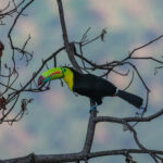 Keel-billed Toucan (image by Trevor Ellery)