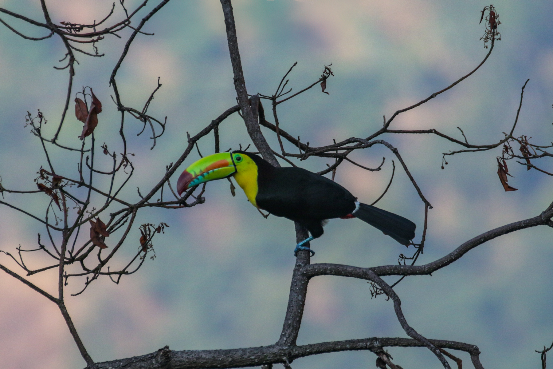 Keel-billed Toucan (image by Trevor Ellery)
