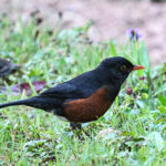 La Selle Thrush (image by Paul)