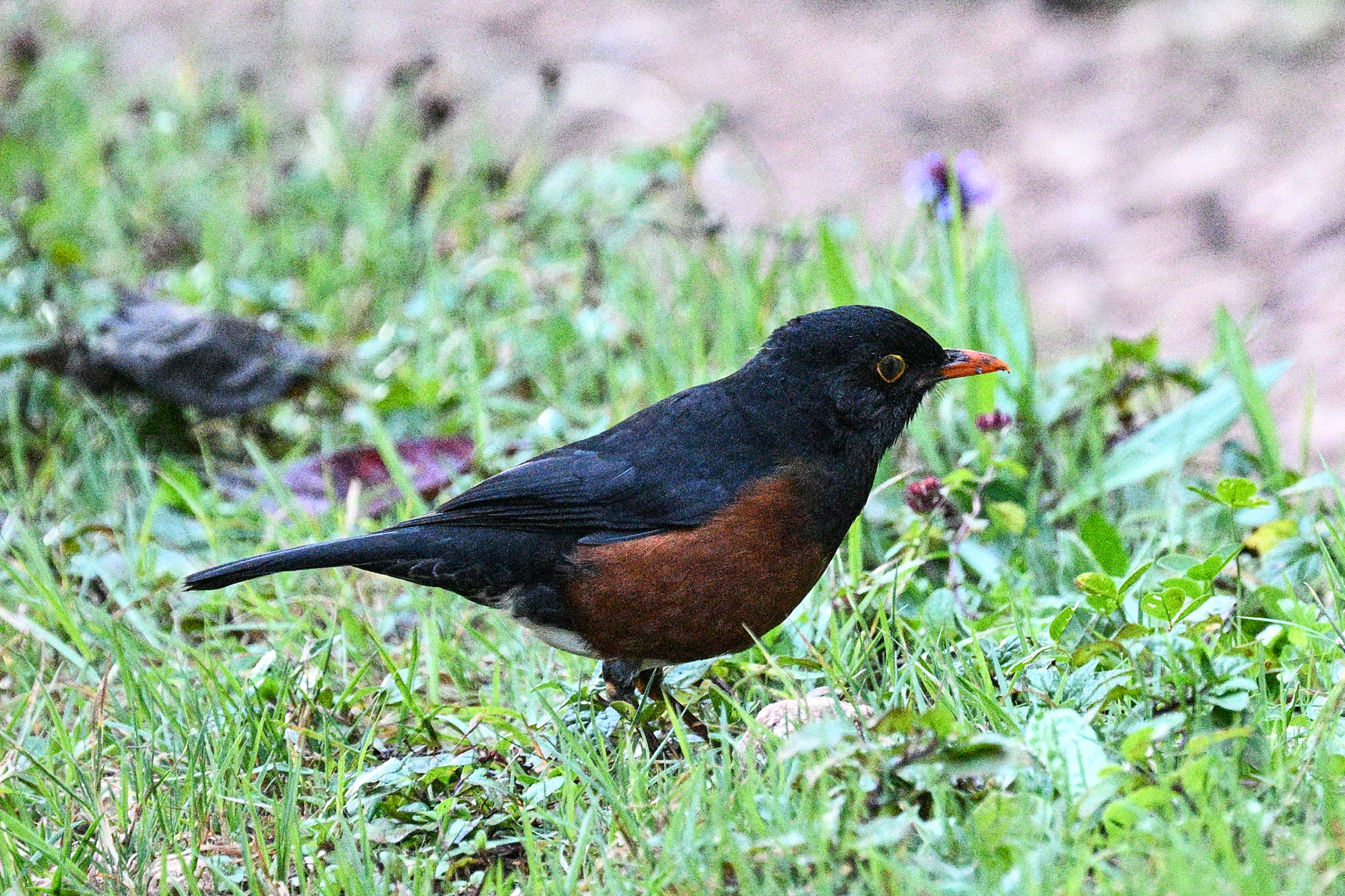 La Selle Thrush (image by Paul)