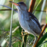 Least Bittern (image by Paul)