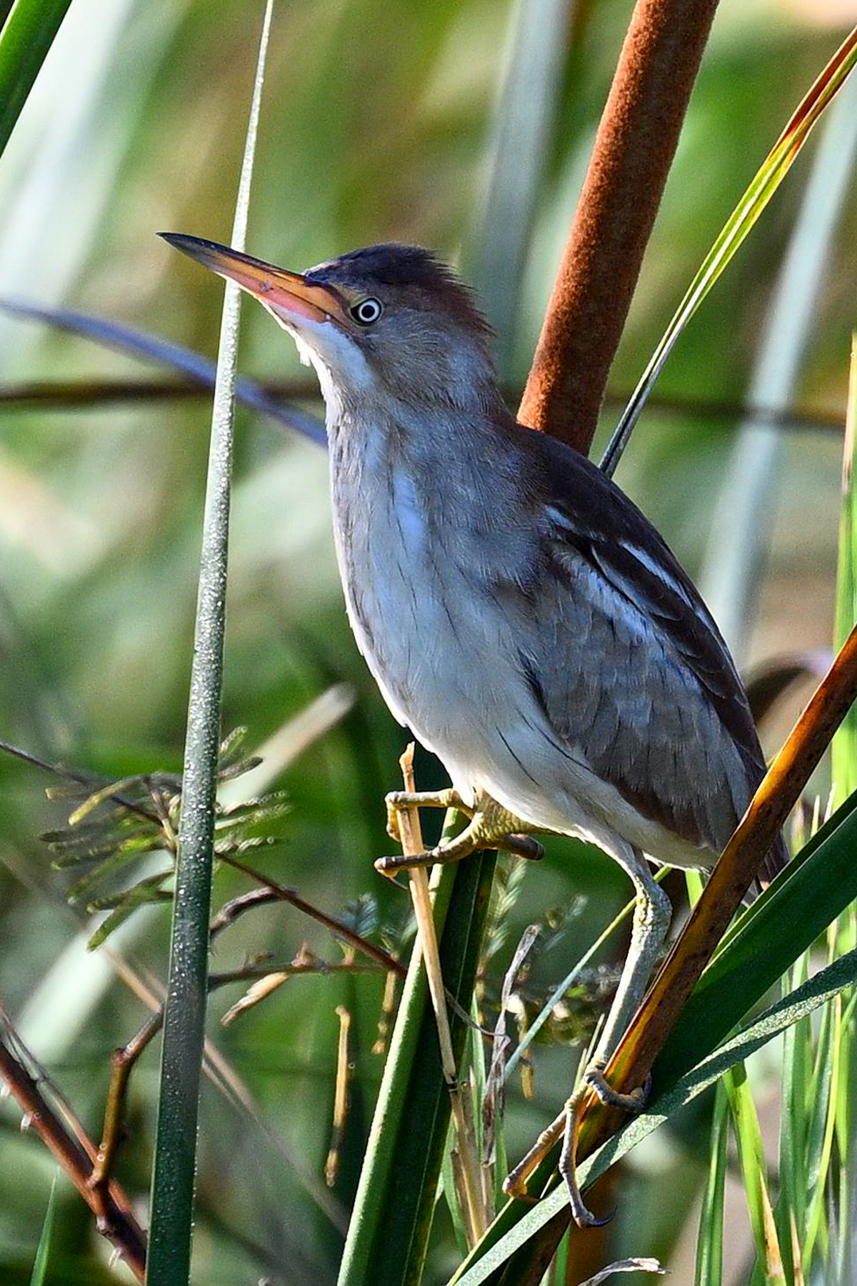 Least Bittern (image by Paul)