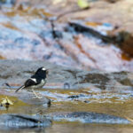 Little Forktail (image by Dáni Balla)