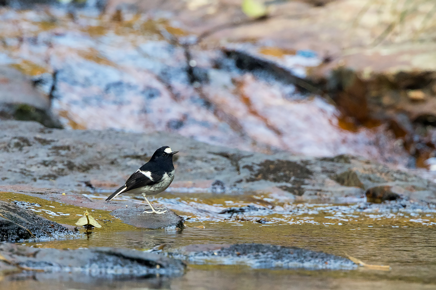 Little Forktail (image by Dáni Balla)