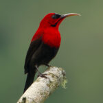 Magnificent Sunbird (image by Craig Robson)