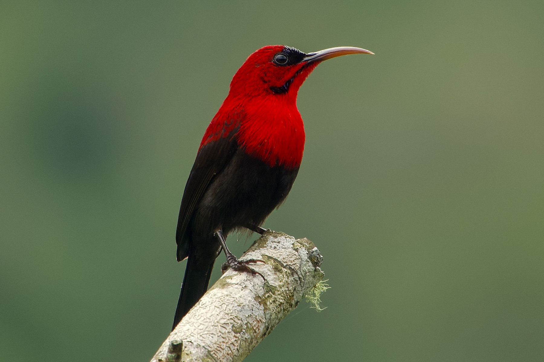Magnificent Sunbird (image by Craig Robson)