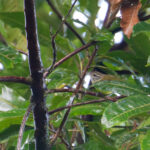 Makira Leaf Warbler (image by Diedert Koppenol)