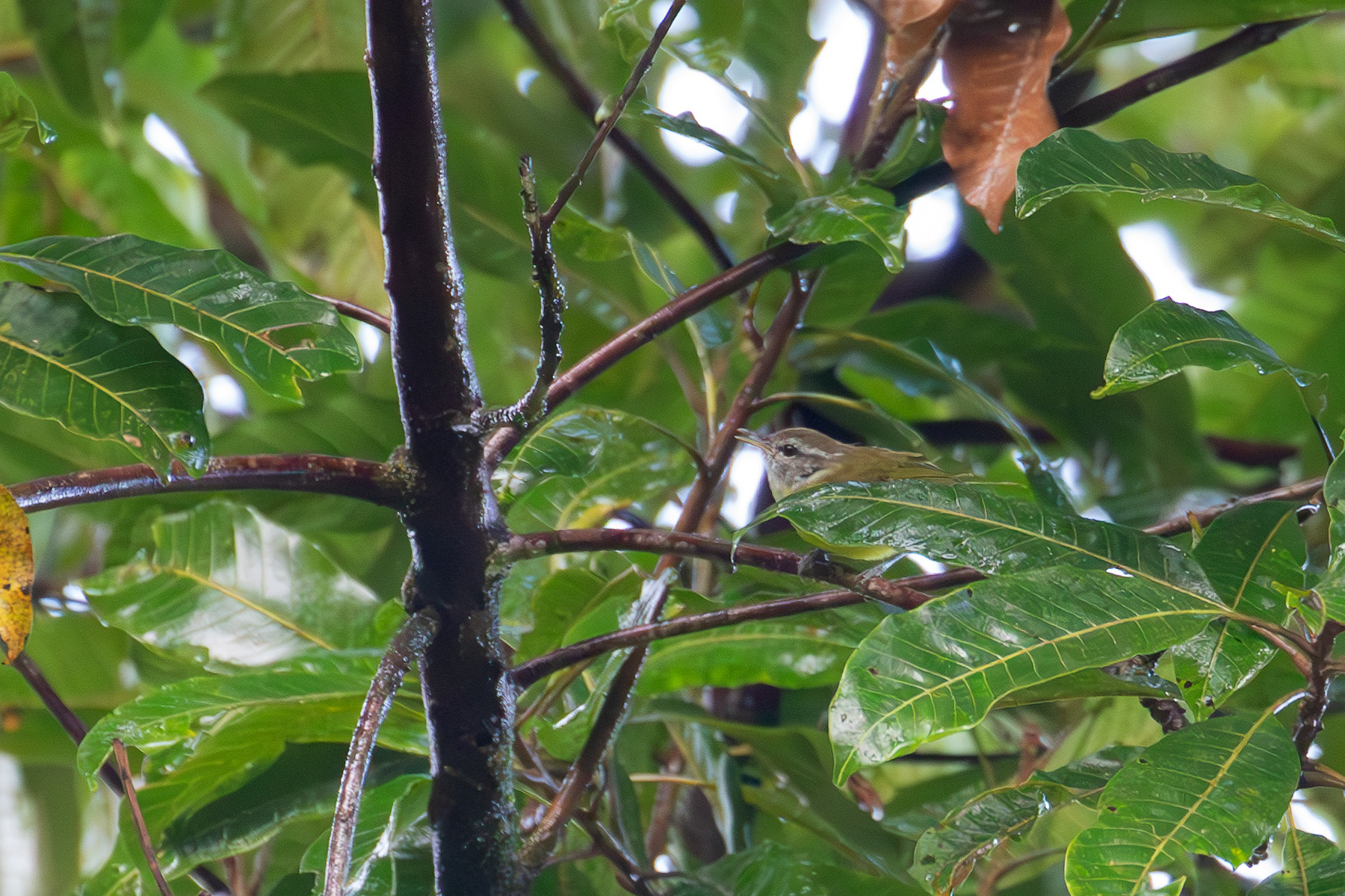 Makira Leaf Warbler (image by Diedert Koppenol)