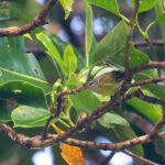 Makira Leaf Warbler (image by Diedert Koppenol)