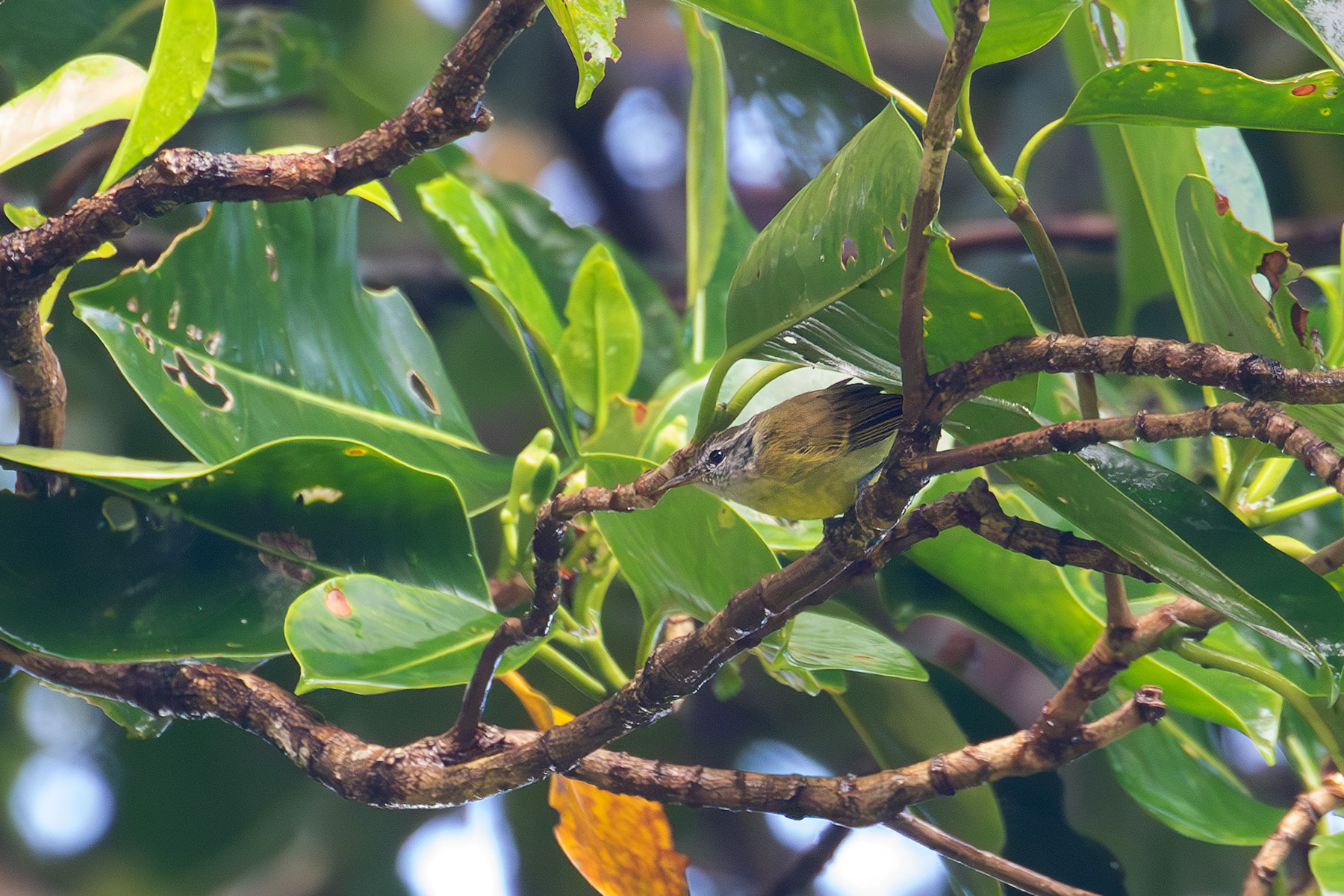 Makira Leaf Warbler (image by Diedert Koppenol)