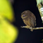 Makira Owl (image by Diedert Koppenol)