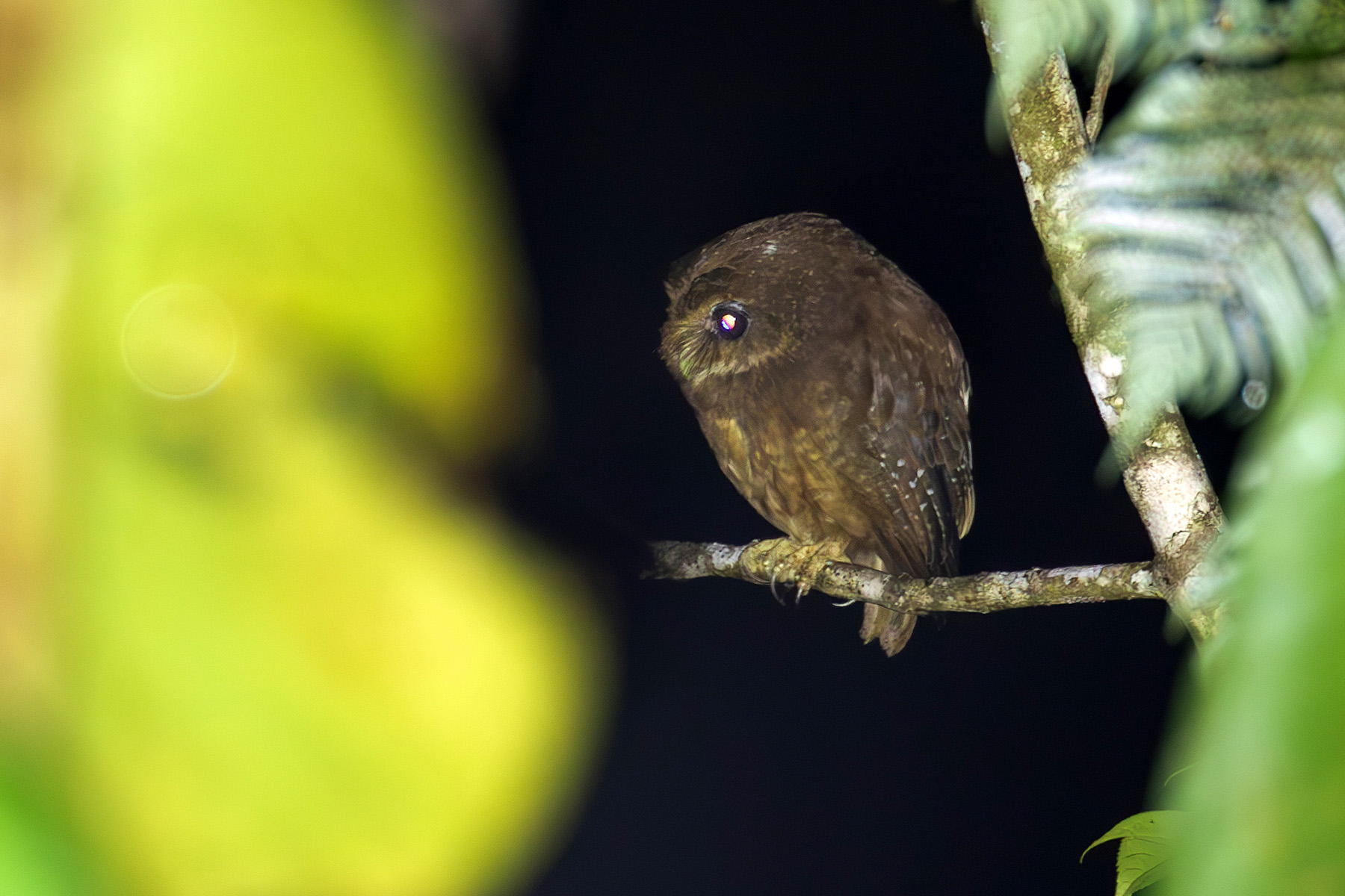 Makira Owl (image by Diedert Koppenol)