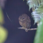 Makira Owl (image by Diedert Koppenol)