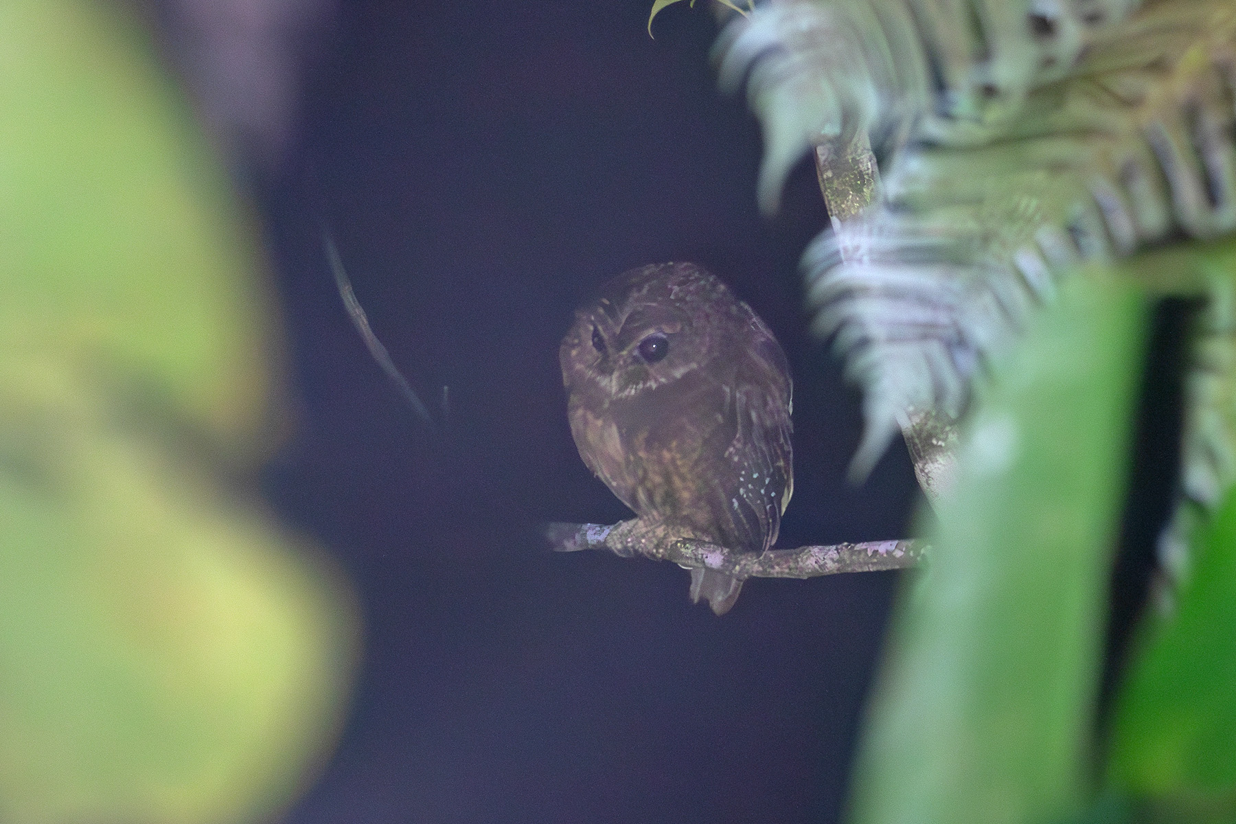 Makira Owl (image by Diedert Koppenol)