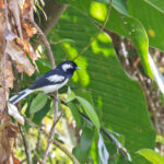 Malaita Monarch (image by Diedert Koppenol)