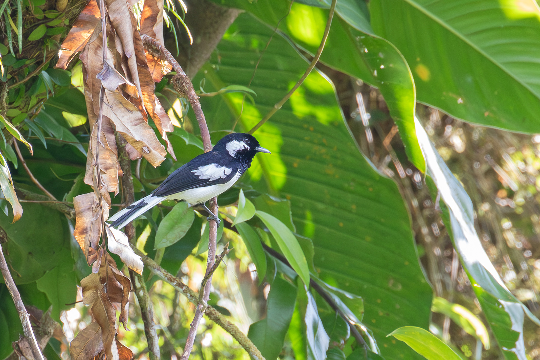 Malaita Monarch (image by Diedert Koppenol)