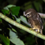 Malaita Owl (image by Diedert Koppenol)