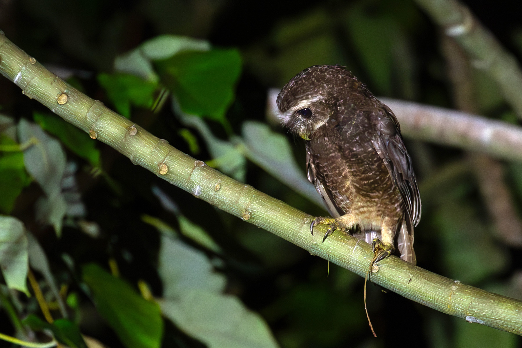 Malaita Owl (image by Diedert Koppenol)