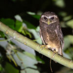 Malaita Owl (image by Diedert Koppenol)